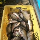 약산낚시터 이미지