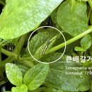 큰배갈거미 이미지