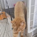 개냥아치 이미지