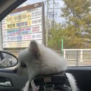 구갈레스피아 | 용인 애견 동반 산책 장소 추천!! 구갈 레스피아 후기❤️