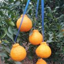 준이농장2 이미지