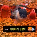 백심목장 | [의정부수족관카페] 아쿠아랑 크로플맛집 (with 커여움)