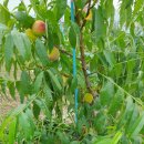 주월농장 이미지