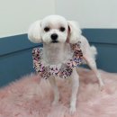 토토펫 애견미용 이미지