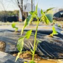 미리농장 이미지