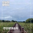 경기도 가을여행지 안산 갈대 명소 아이랑 가볼만한곳 안산 갈대습지공원