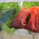 금강올갱이해장국 이미지