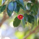 동백바다 이미지