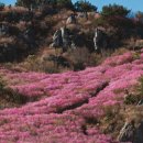 동백바다 이미지