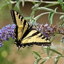 꽃과 나비 이미지