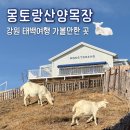 부대목장 | 태백 가볼만한 곳 | 몽토랑산양목장 겨울 방문후기 태백여행추천