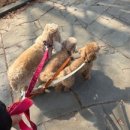 스누독 네이버블로그