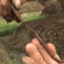 지렁이마을 이미지