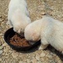 영풍농장 이미지