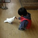 도현목장 Daum카페