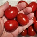 치악산농장 | [리뷰]치악산 쌍둥이 농장 방울토마토 후기