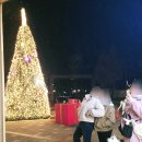 황토메타길 | 담양 메타세콰이어길 야경 메타프로방스 강아지 산책 하고 왔어요