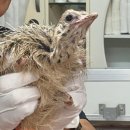 영농조합법인 행복한 타조농장 이미지