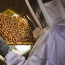 꿀벌태양광발전소 이미지