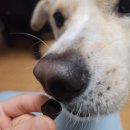 펫# | 강아지 멀티영양제 | 티클링펫 후기