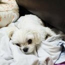부천 비엔동물병원 :: 강아지 방광염 검진 , 아푸지마 유키야 (약혐사진 주의)