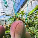 만민농원 이미지