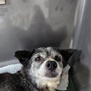 수원시동물보호센터 동물병원 이미지