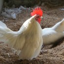 게임잉글리쉬 이미지