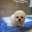 럽댕 강아지분양 이미지