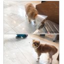 방학동물외과센터 이미지