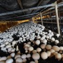 부여하늘농장 이미지