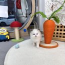 블루랙돌 | 대장동고양이분양 블루바이 씰바이 랙돌