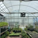 보라아파트 | [용인 모종] 아파트 베란다 텃밭 만들기! 기흥 보라 육묘장 후기