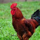 범골농장 이미지