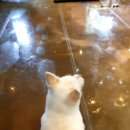 우리집막내 이미지