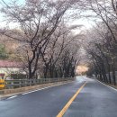 서익산농협웅포지점 | 웅포 벚꽃 비바람 후 실시간 마리더스타 웅포초 숭림사