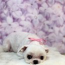 루이야학교가자 | 살랑 – 조촌동 가성비 좋은 애견미용 추천