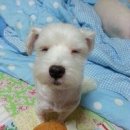 Hi-mung 네이버블로그