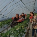 솔비 농장 이미지