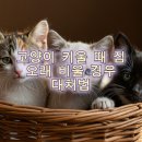 나무타는고양이 구경하는강아지 | 고양이 키울 때 집 오래 비울 경우 대처법 반려묘 스트레스 최소화하는 방법