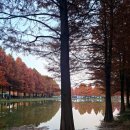 메타세쿼이아랜드 | [담양 메타세쿼이아]11월에 꼭 가봐야 하는 여행지 — 담양 가을 메타세쿼이아랜드 감성 산책 후기