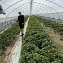 농민농장 이미지