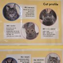 춘천 고양이집 이미지