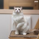 잘난돌스 이미지