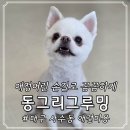 대구금호LH천년나무1단지경로당 | 대구 북구 사수동 동그리그루밍 금호지구 애견미용 추천
