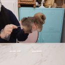 남양주 애견샵 이미지