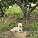 트윈브릿지 이미지