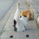 냥이놀이터 이미지