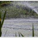 자연의 노래 이미지