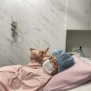 수원 베스트산부인과 제왕절개 후기(김기성원장님, 초산모, 자궁근종,무통,페인버스터, 비용)